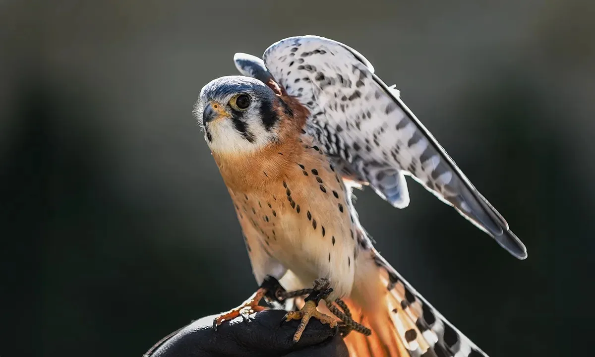 This Small Falcon Protects Cherry Crops Better than Scarecrows and Sprays