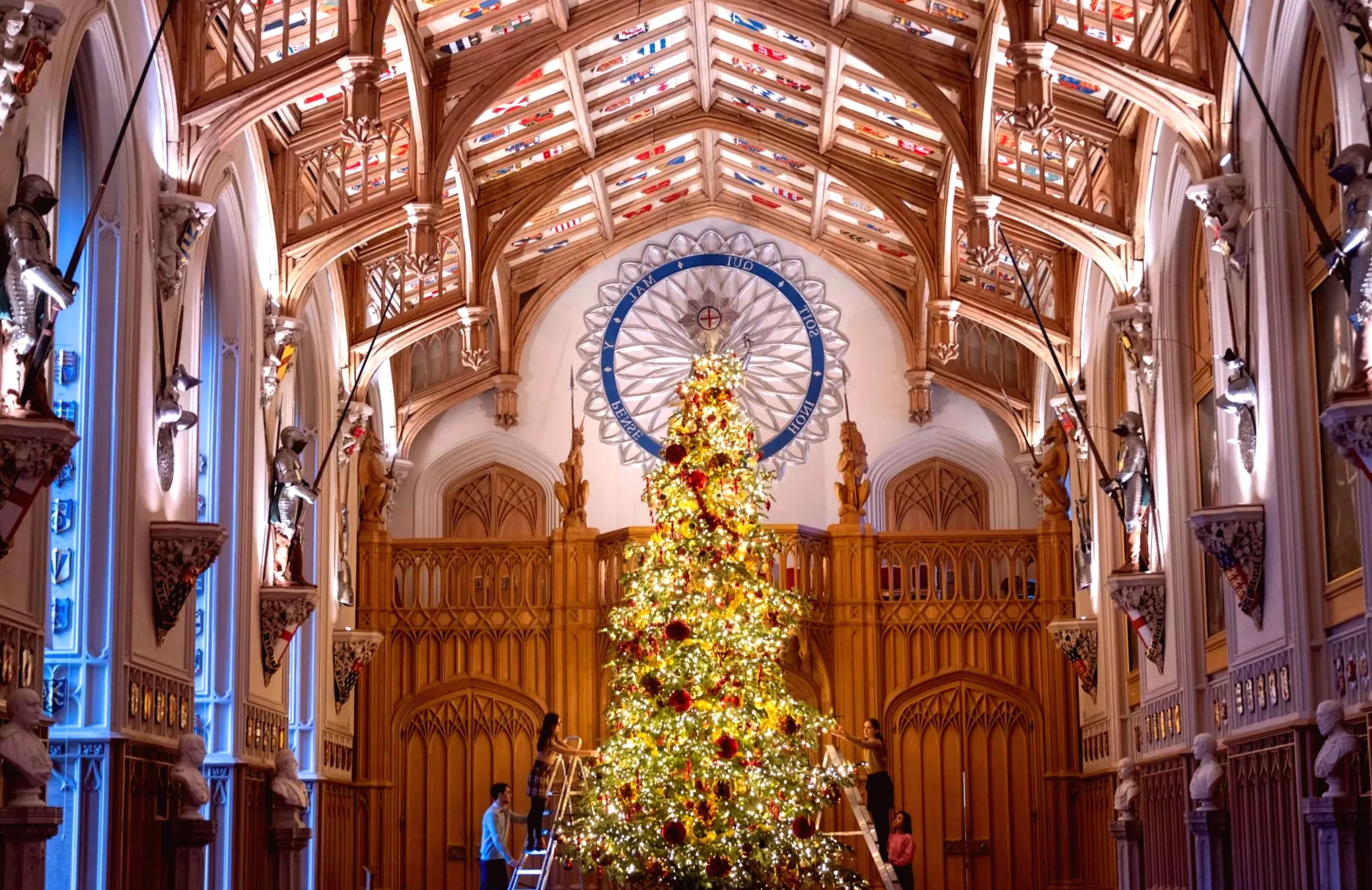 Christmas trees threatened by increase in pine weevil population