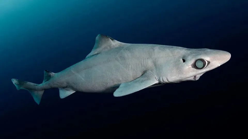 New protections granted to deepwater sharks killed for cosmetics in 'significant moment'