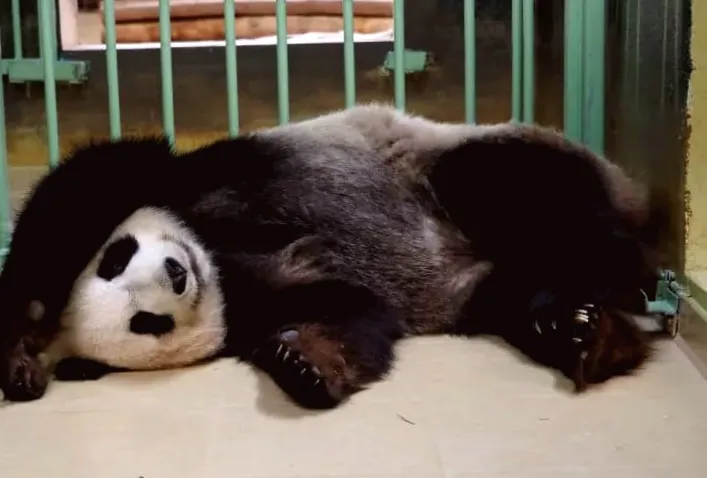 China presents France with a new pair of pandas during Macron's visit