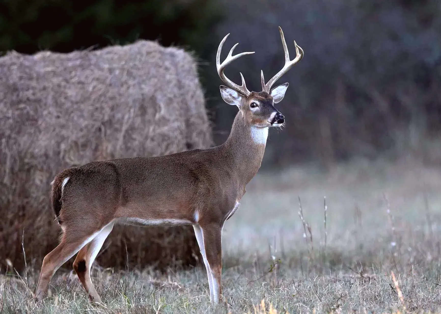 Authorities in North Carolina caution about increasing incidents of dangerous deer attacks in the state