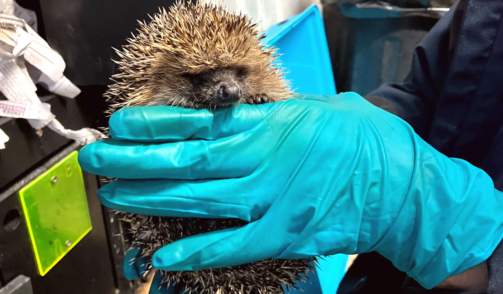 Completion of Hedgehog rescue centre is close