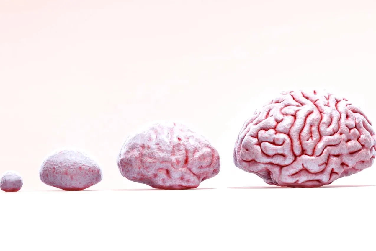 Researchers Uncover Human Brain's Life-Long 'Eras Tour'