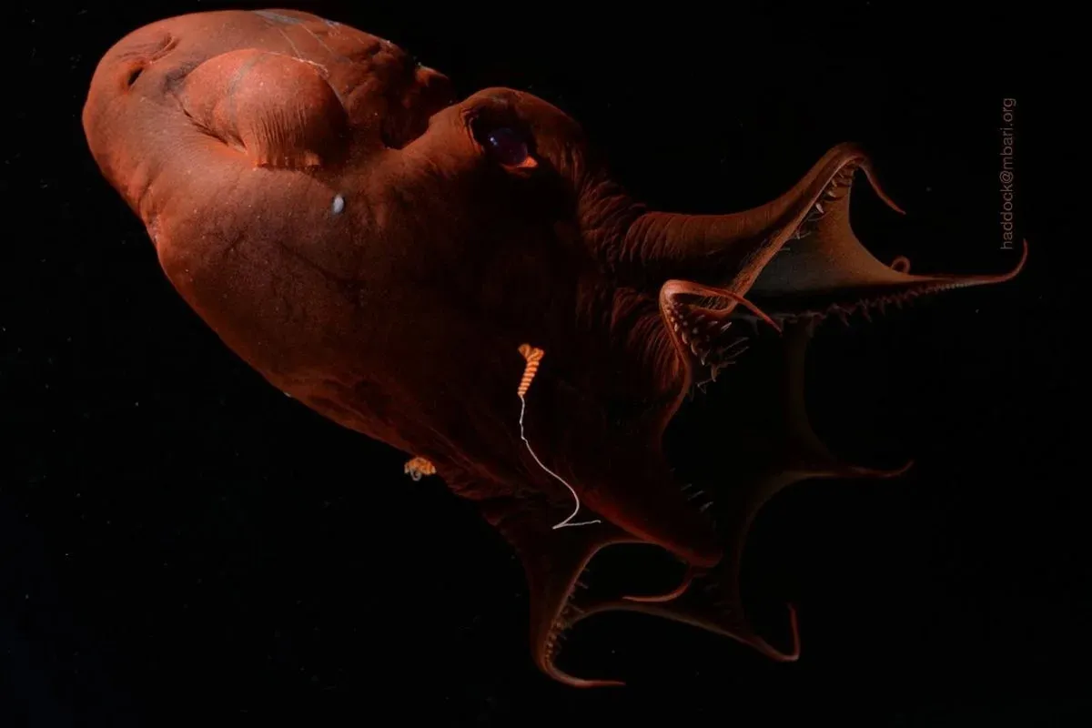 Evolution of octopuses explained with DNA analysis of 'vampire squid from hell'