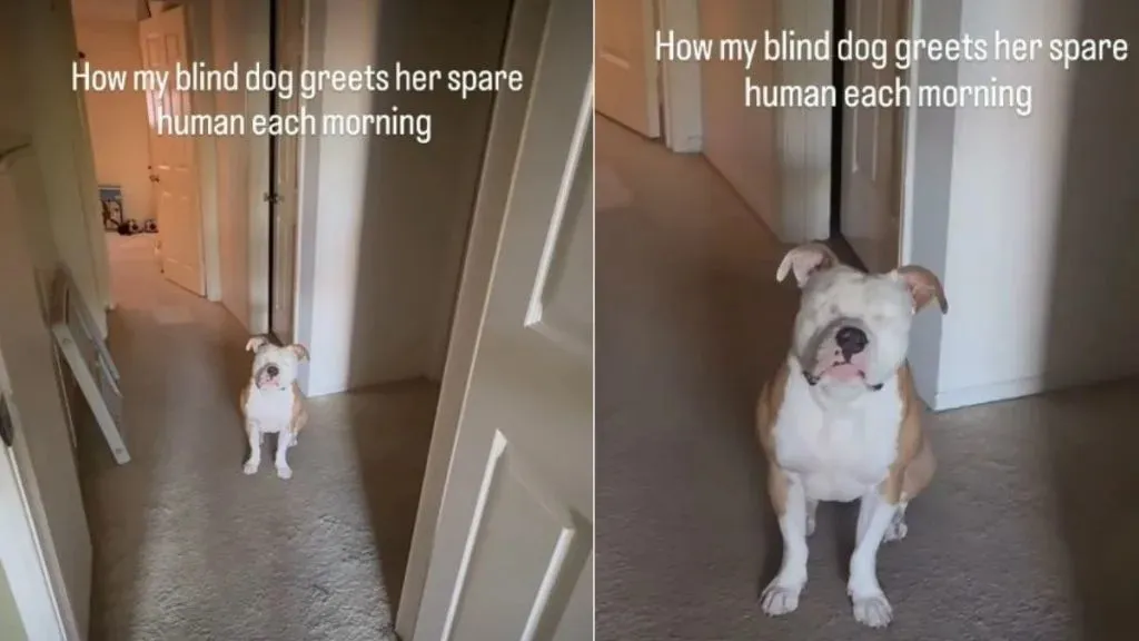 Blind Dog Welcoming 'Extra Human' in Morning Goes Viral