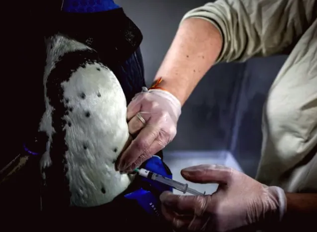Penguins line up for bird flu vaccinations at Paris zoo