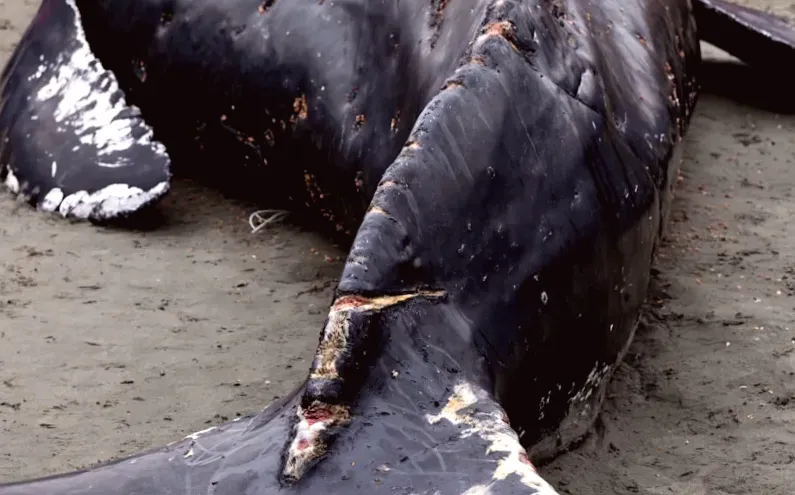 Rescuers face tough choice after discovering whale in distressing situation: 'A heartbreaking reminder'