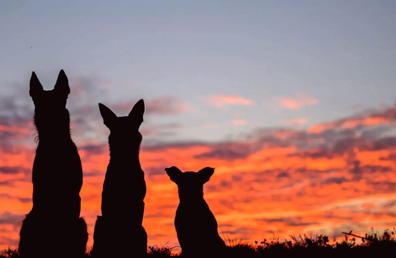 Study Suggests Dogs Today Are Experiencing a Mysterious Brain Growth