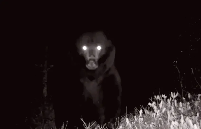 Grizzly bear caught on video playing with trail cam