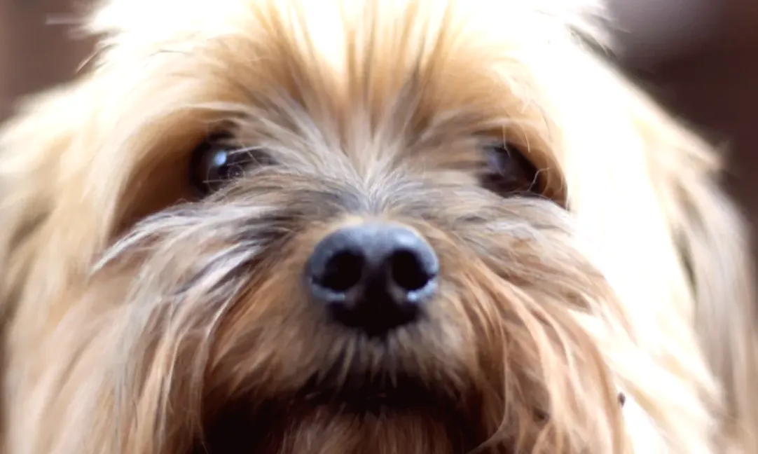 Stray Dog Following Man Home Unaware He's Found His Permanent Residence