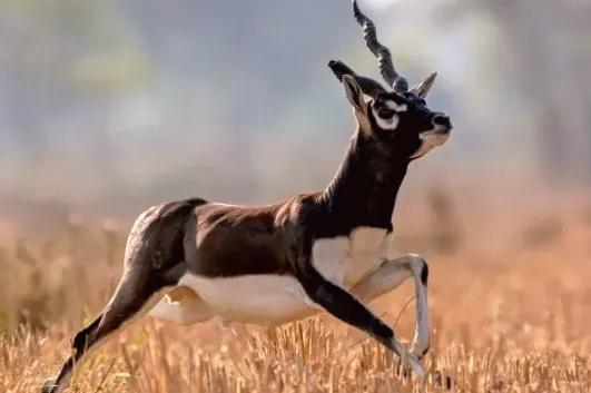 Officials surprised by rare creature's impressive comeback: 'Continuing to grow'