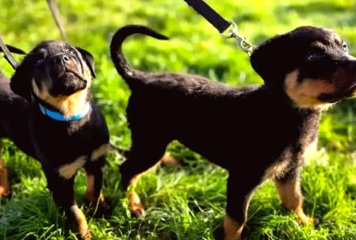 Police name rottweiler puppies after the Kray twins