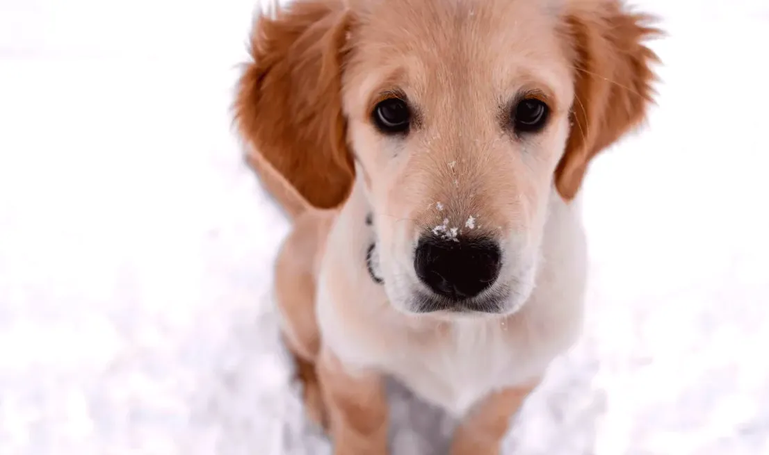 Resolute Golden Retriever Won't Allow Snow Day to End