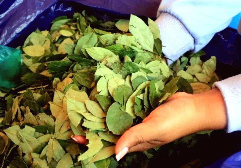 Bolivia takes steps to revise law on legal coca cultivation