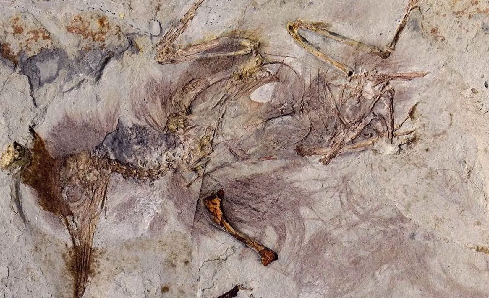What caused the death of this ancient bird with small stones in its throat?
