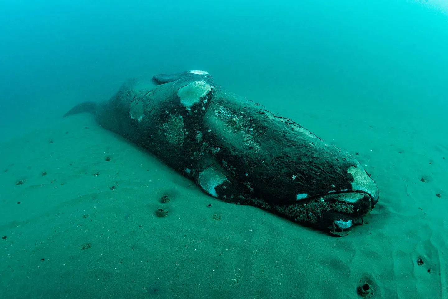 This Whale Passed Away Many Years Ago. Its Body Is Currently the Most Popular Residence in the Ocean.
