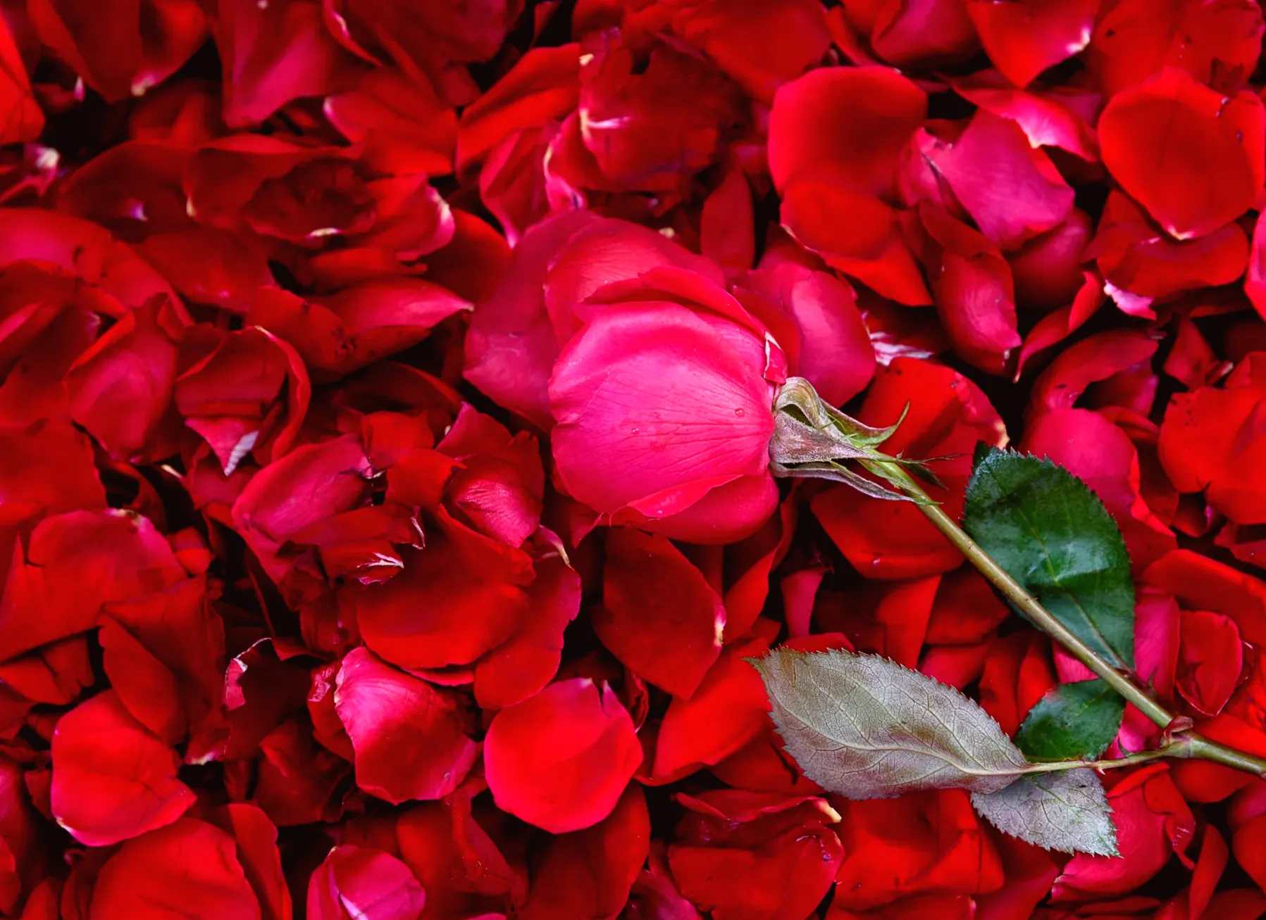 29 Outrageous Tantrums by Wealthy Children That Will Further Deteriorate Your Faith in Humanity...If That's Even Possible