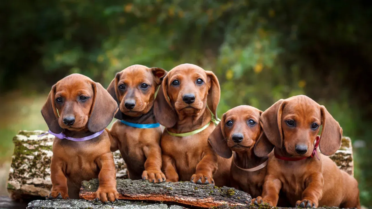 Maine Coon Cat Caring for Mini Dachshund Puppies Creates Adorable Chaos