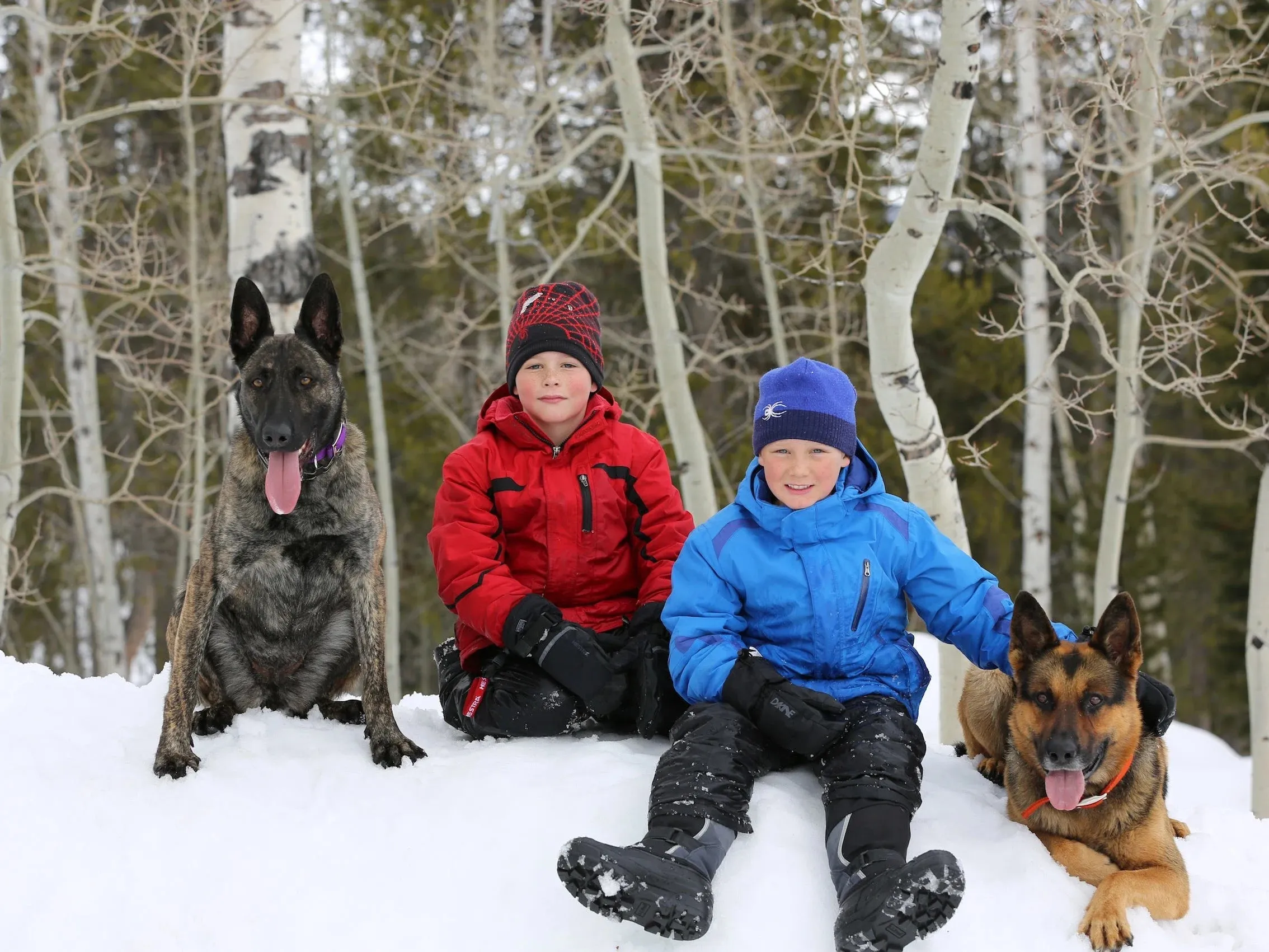 I raise and train dogs sold for $175,000 each. It took time to become profitable, but we place 20 dogs annually.