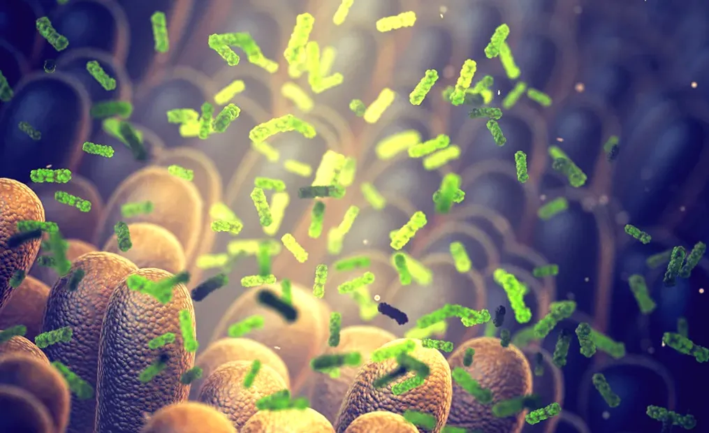 Small Molecule Produced by Intestinal Bacteria May Reduce the Risk of Type 2 Diabetes