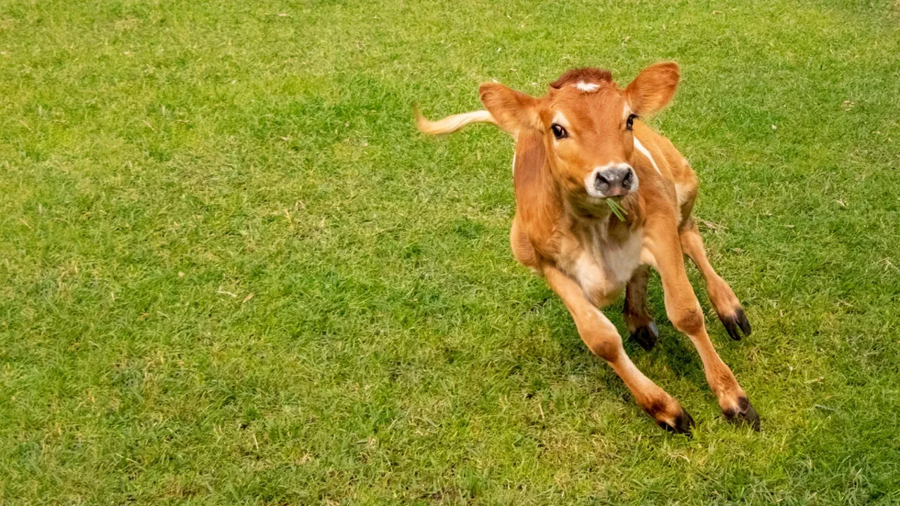 Baby Farm Calves Exhibit Energetic Behavior and It's Adorable