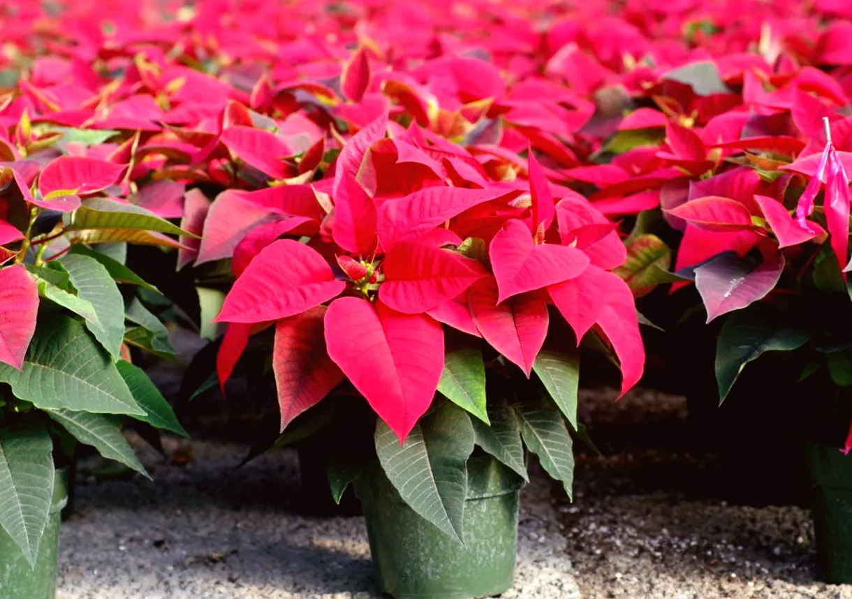 Tips for Choosing a Poinsettia Plant That Will Thrive in Your Home