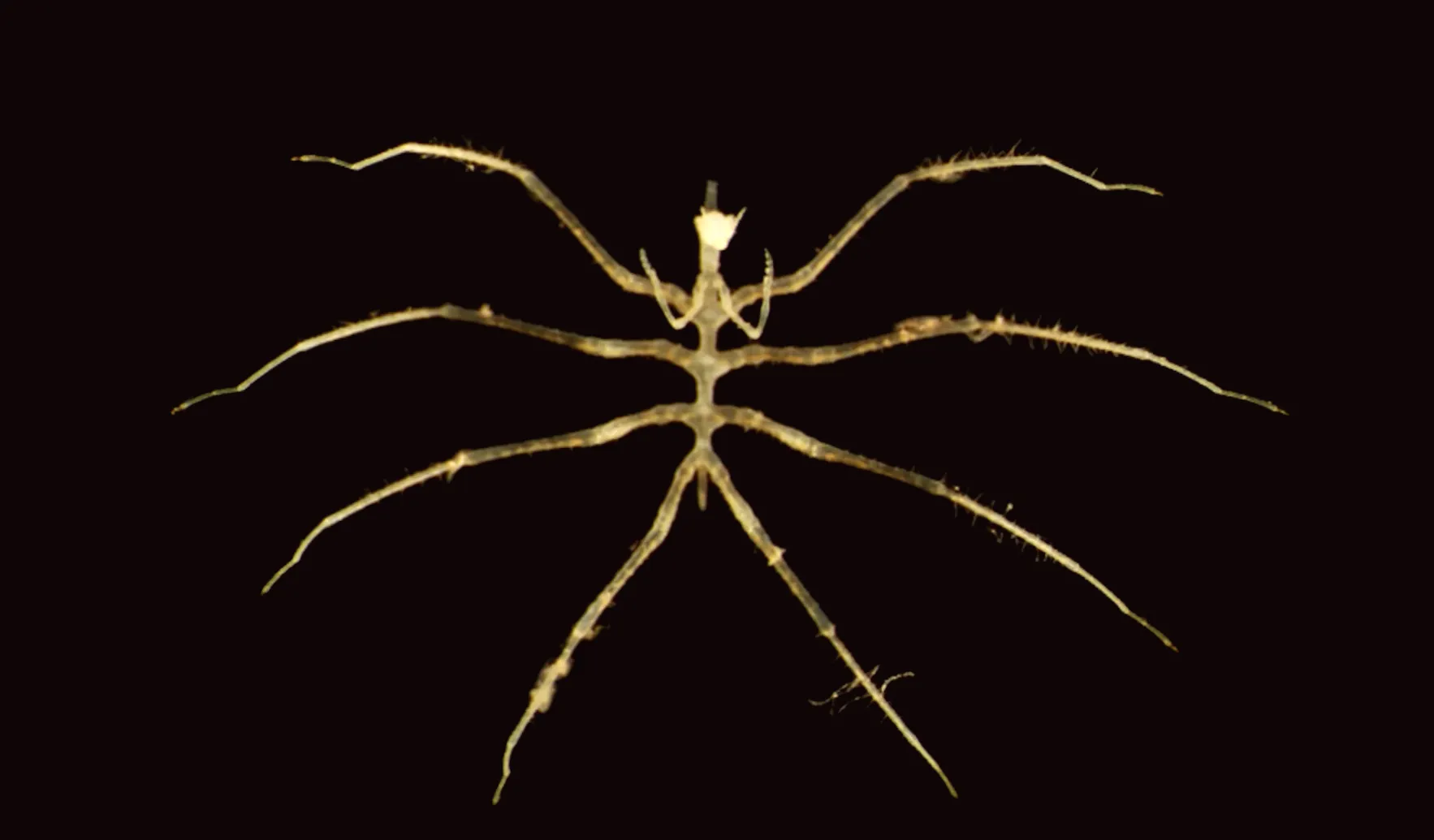 Exploration of deep sea mining reveals discovery of numerous new species