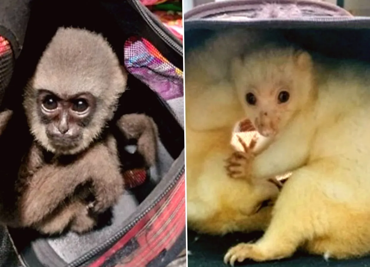 Rescue Mission Saves Almost 30,000 Illegally Trafficked Animals in One Month