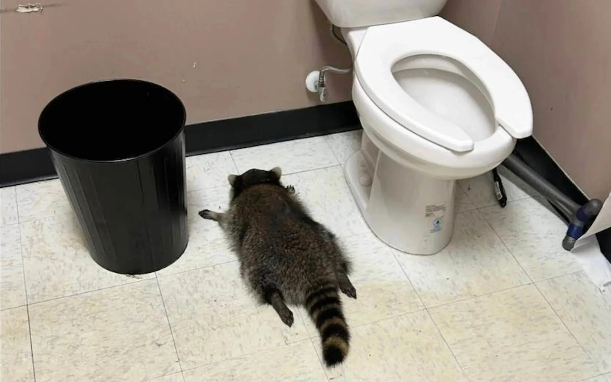 Raccoon discovered unconscious in liquor store after causing chaos while intoxicated