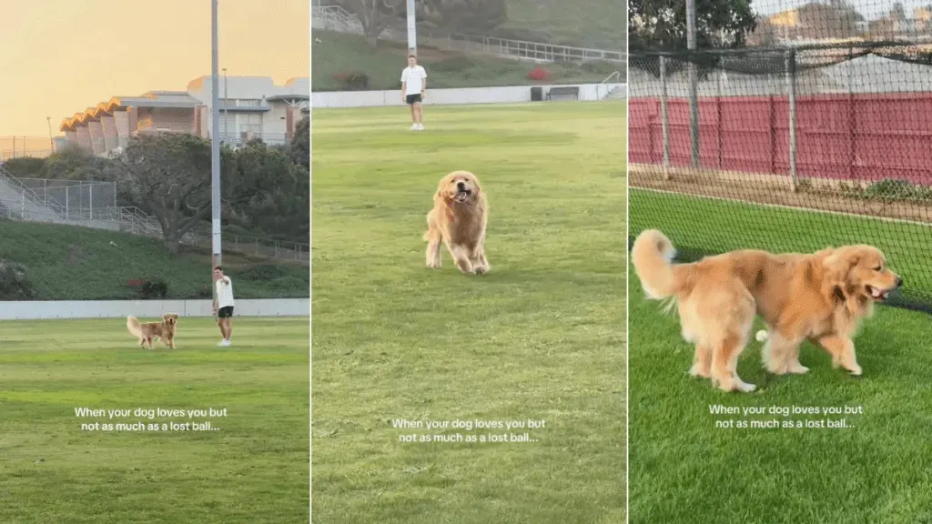 Funny Video Shows Gold Retriever's Love for His Lost Ball Outweighing Owner's