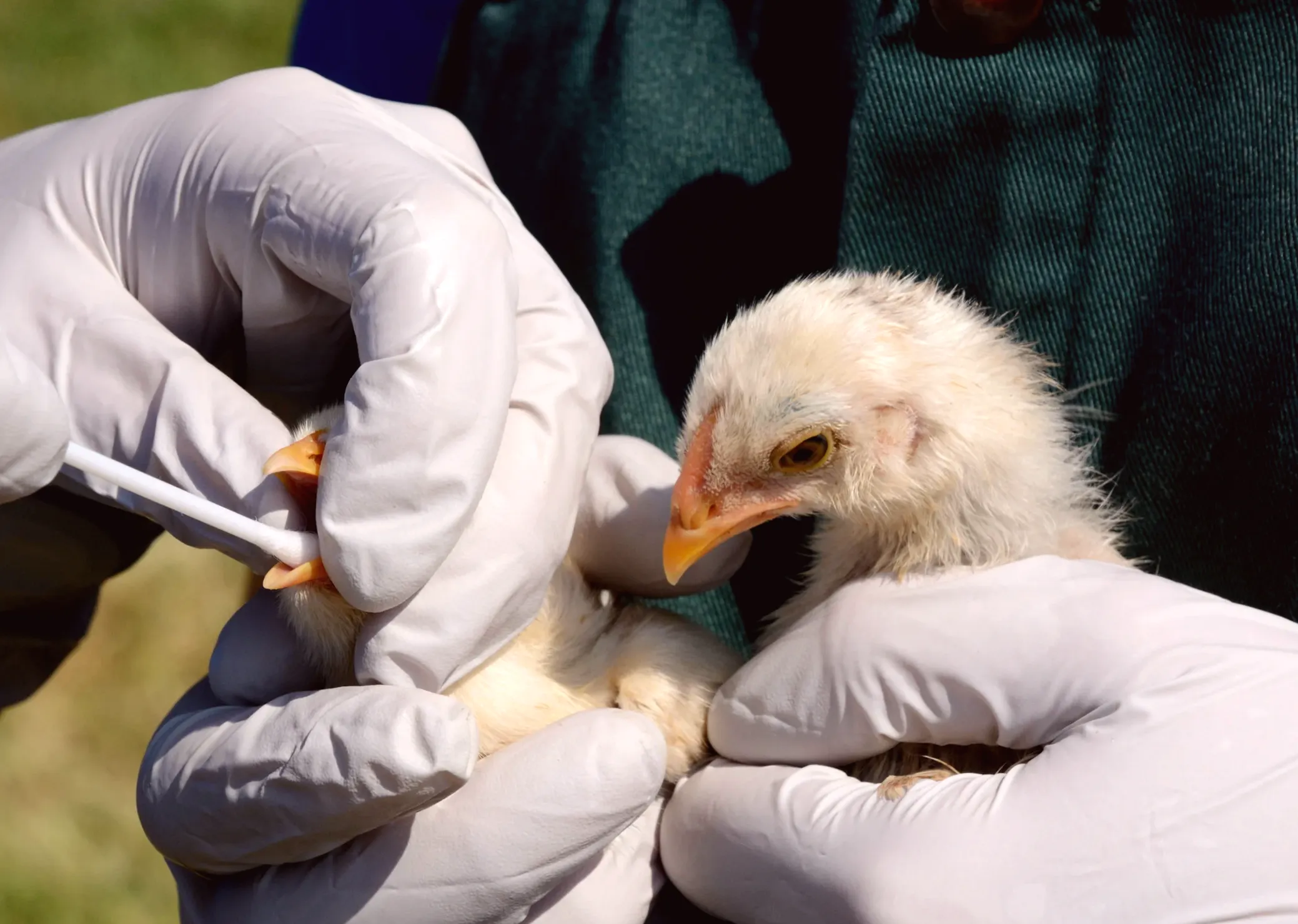 Second case of bird flu confirmed on farm in Queen Anne's County