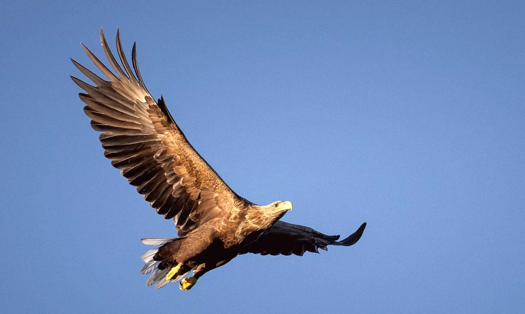 The disappearance of the white-tailed eagle is 'extremely alarming'