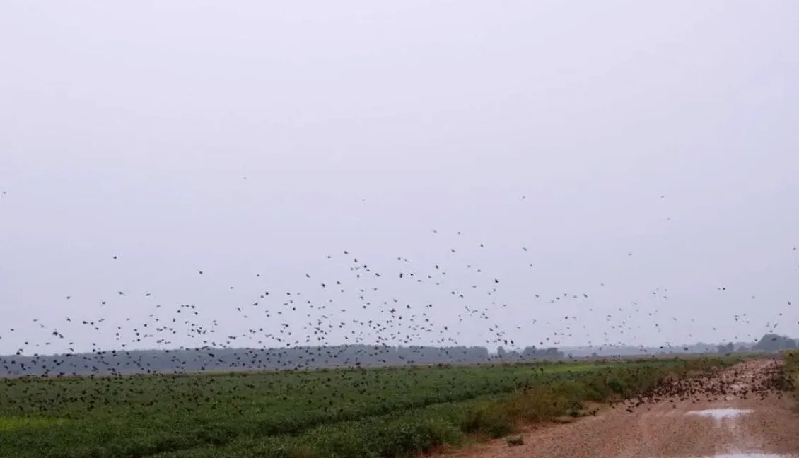 Migratory birds and rice farmers are mutually benefiting