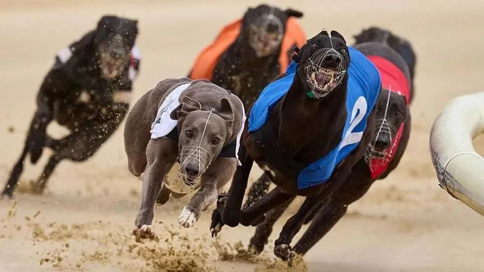 Politicians criticize law banning greyhound racing