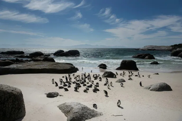 Research finds that large numbers of African penguins died from starvation near South Africa