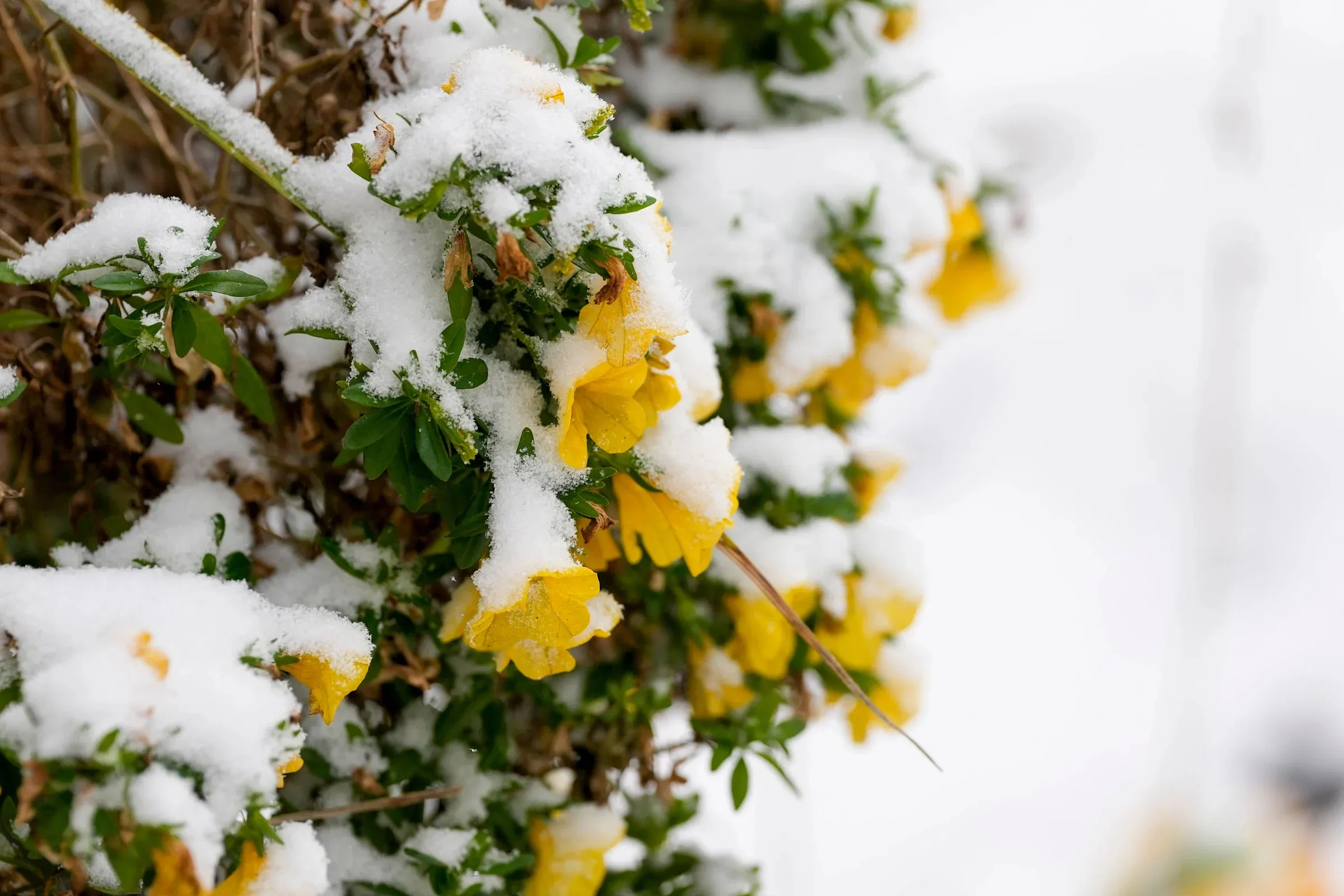 Share your Cincinnati snow photos with us. Here's how to submit them.