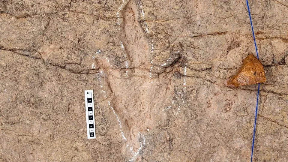 Researchers record more than 16,000 footprints in the largest dinosaur tracksite in the world