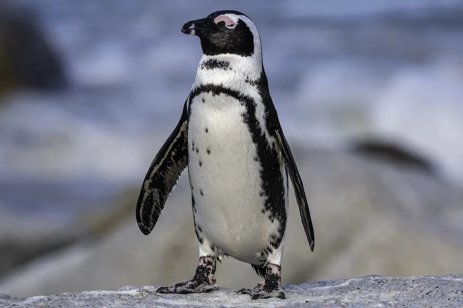 Scientists Believe They Have Identified the Cause of Death for 60,000 Penguins on 2 Remote Islands