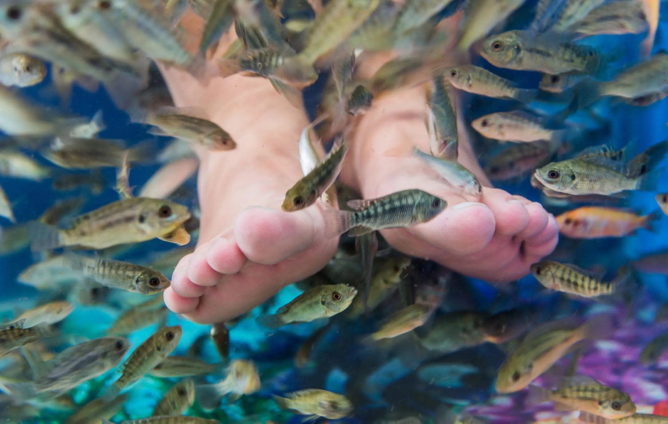 The trend of 'Fish pedicures' is spreading rapidly on TikTok. Dermatologists strongly advise against trying it.