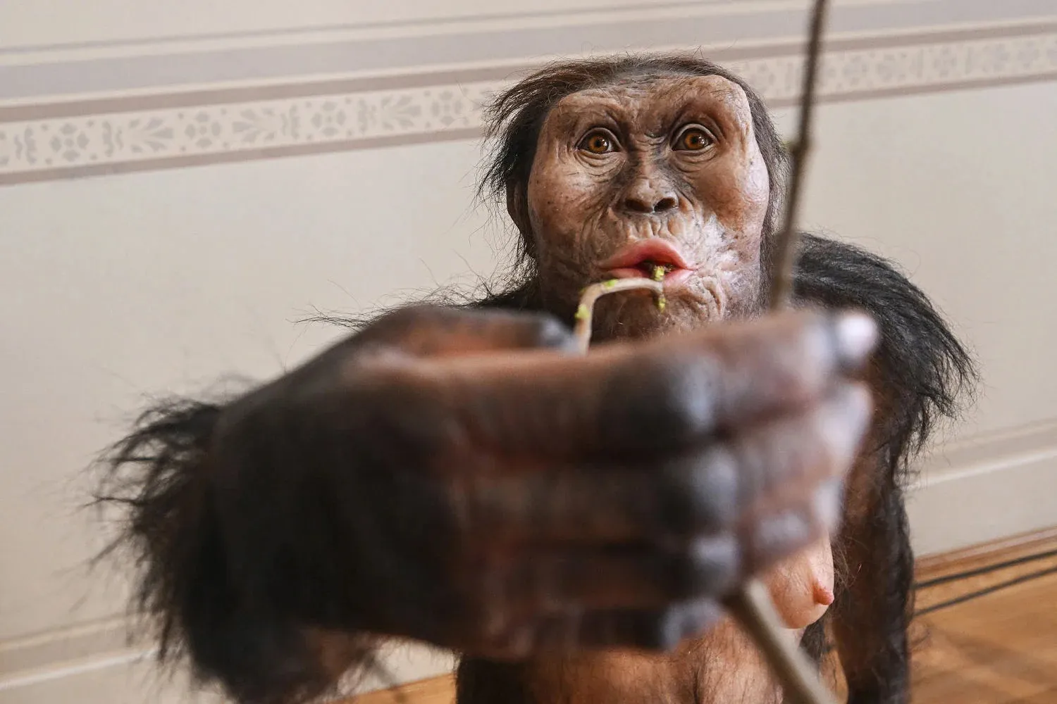 Discovery of footprints indicates another early human species coexisted with Lucy