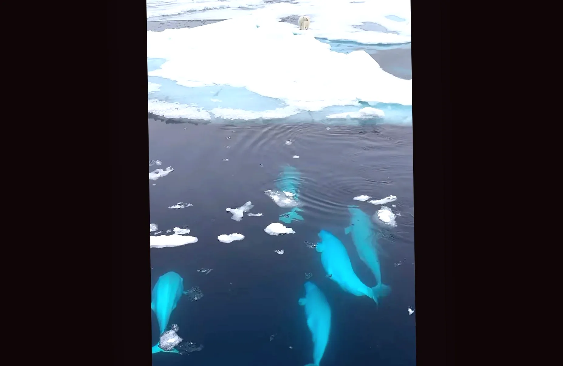 How a photographer unintentionally lured polar bears and beluga whales