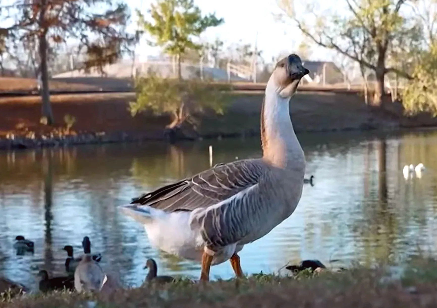 72-Year-Old Woman Attacked by Geese in Local Park, Suffers Broken Pelvis and Internal Bleeding