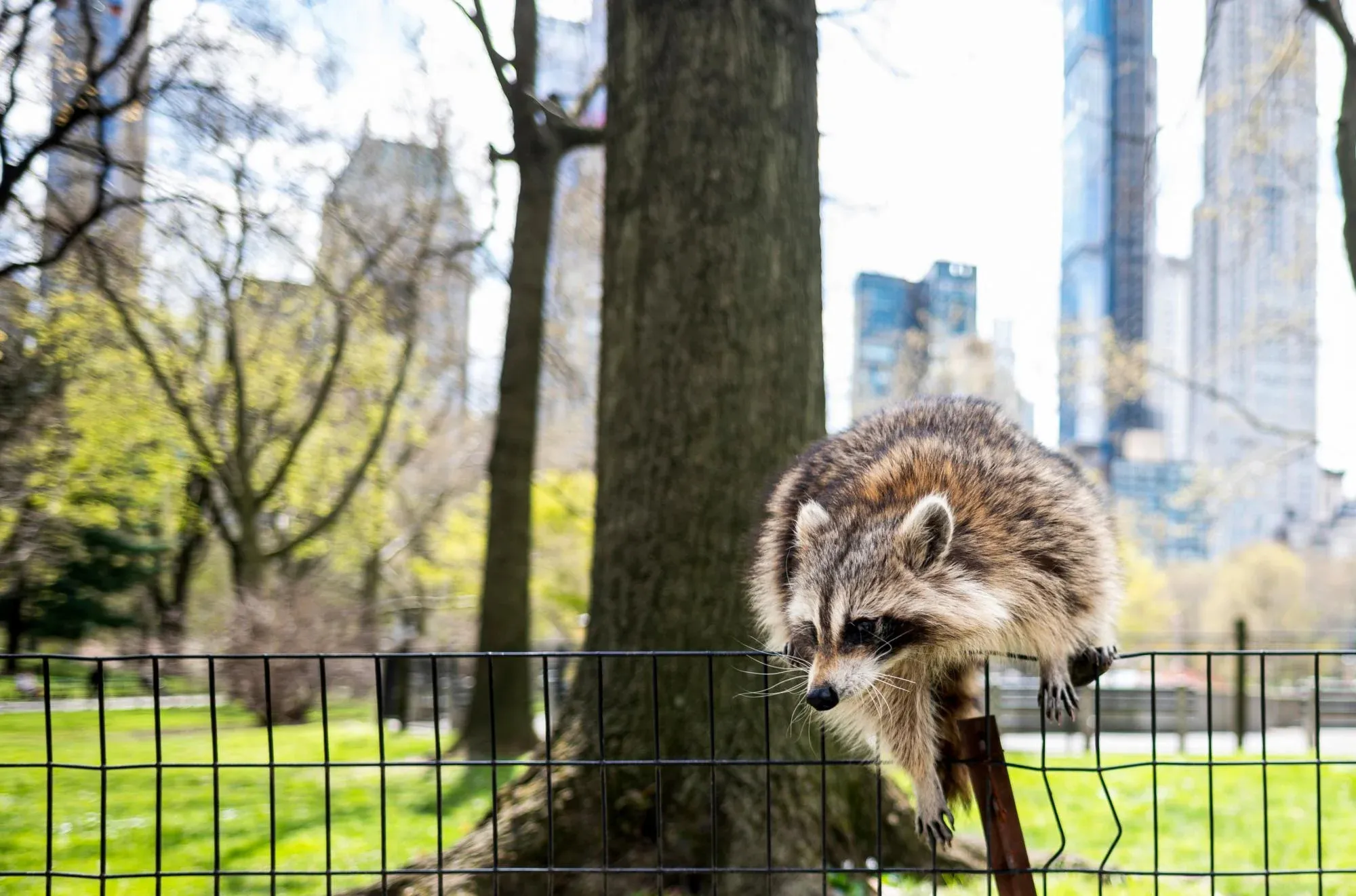 Urban environment is influencing raccoons' behavior, potentially leading to domestication