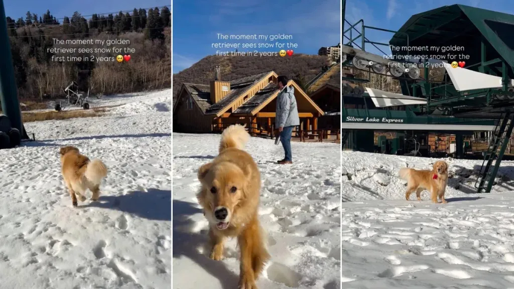 Video Shows Golden Retriever's First Snow Experience in Years