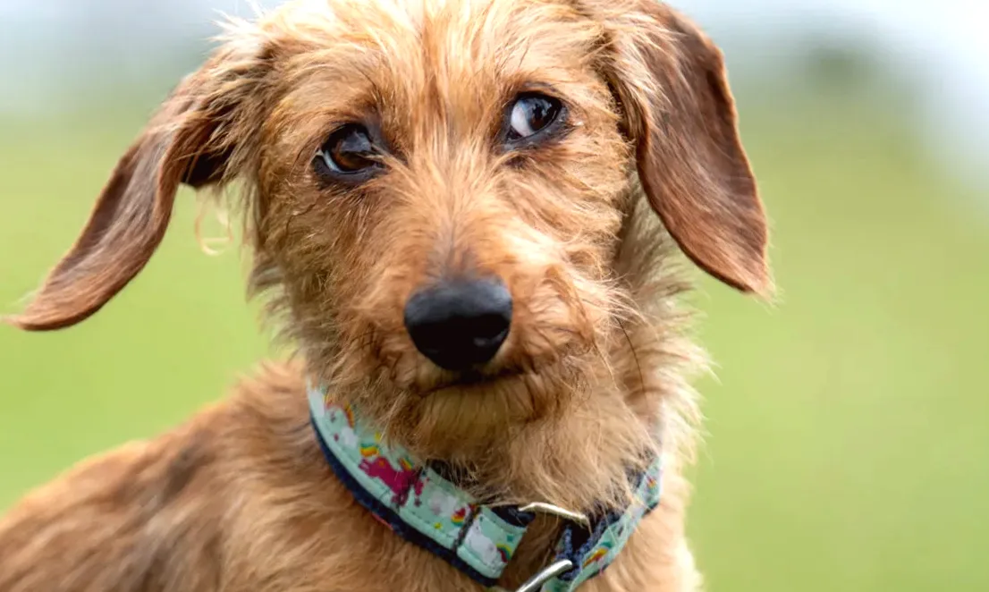 Transformation of a Shelter Dog from Terrified to Seeking Love Leaves Everyone in Tears