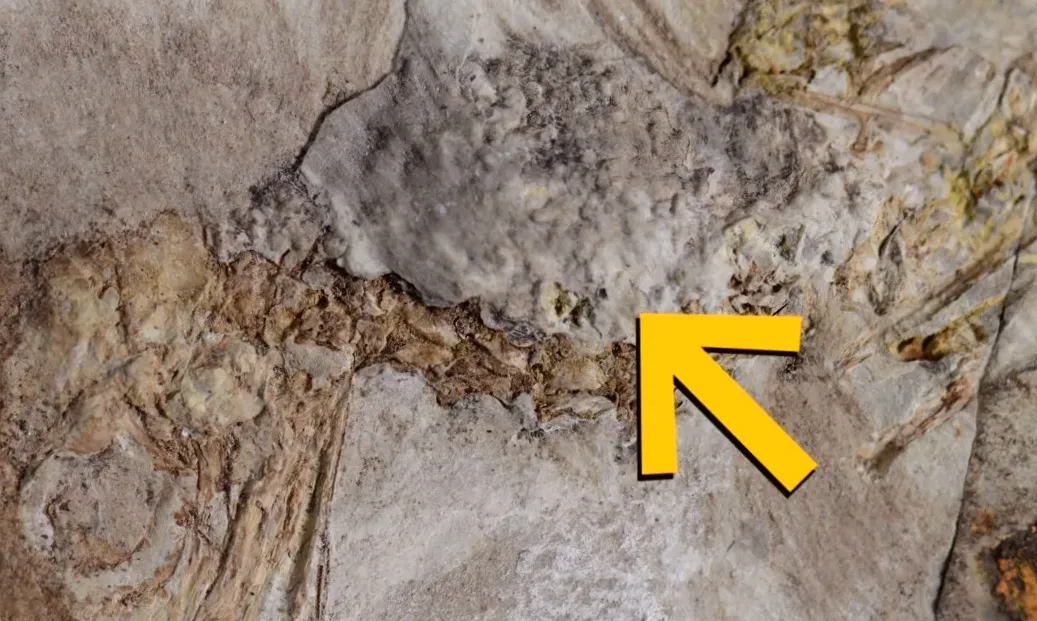 Mystery Surrounds the Prehistoric Bird Found Choked to Death on 800 Rocks