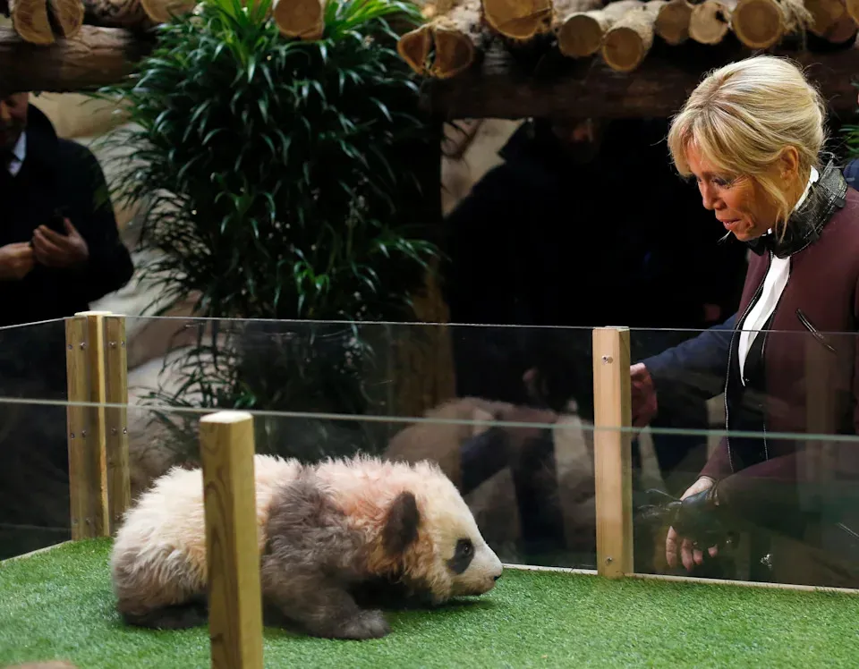 French first lady Brigitte Macron reunites with an old friend in China: A giant panda named Yuan Meng
