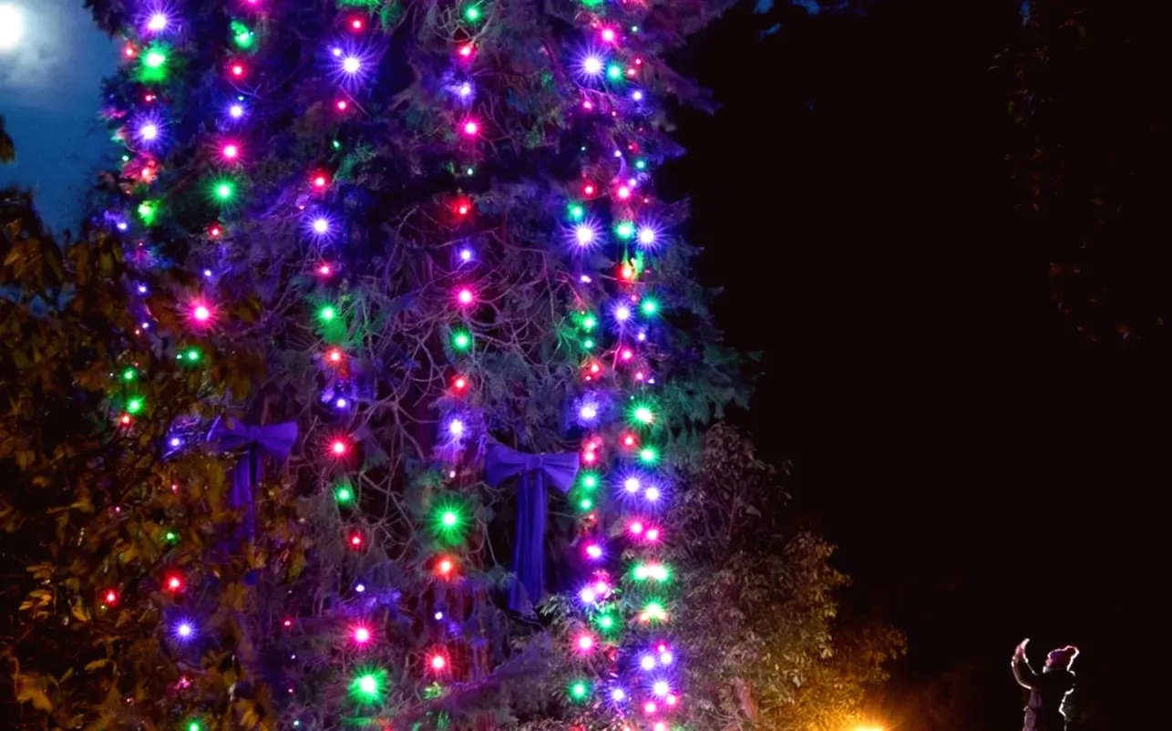 Trust sets Christmas world record with 147ft tree