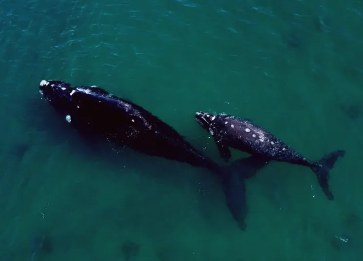Endangered species: Right whales sighted near South Carolina coast