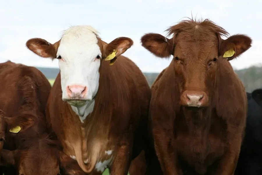 FDA approves new topical drug for treating screwworm and fever tick in cattle